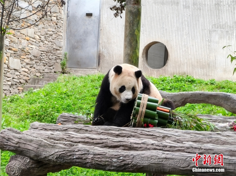 Panda gigante Fu Bao se encontra com o público em nova casa em Sichuan