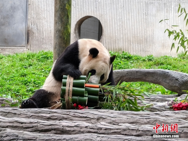 Panda gigante Fu Bao se encontra com o público em nova casa em Sichuan