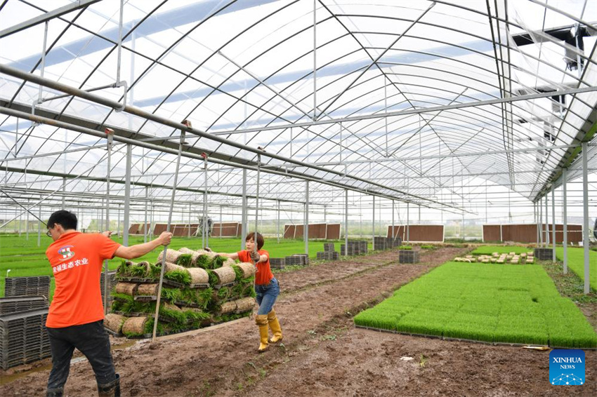 Planta??o de arroz verde e agricultura inteligente impulsionam desenvolvimento agrícola na China
