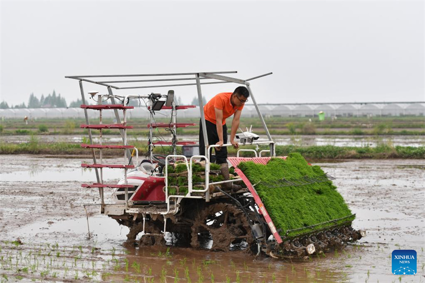 Planta??o de arroz verde e agricultura inteligente impulsionam desenvolvimento agrícola na China