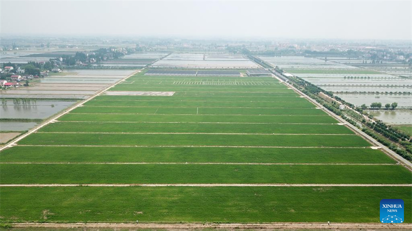 Planta??o de arroz verde e agricultura inteligente impulsionam desenvolvimento agrícola na China