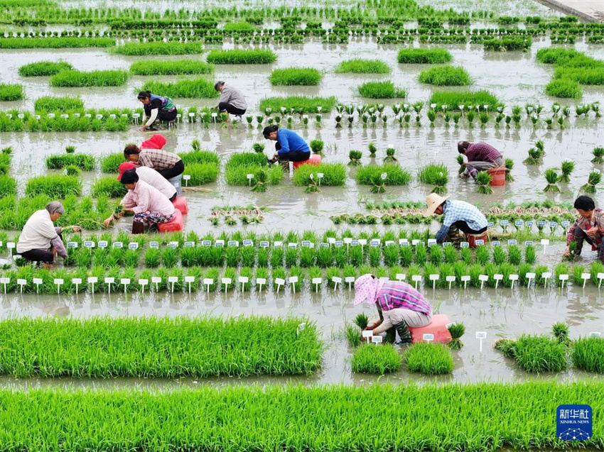 China inicia alta temporada de semeadura de ver?o