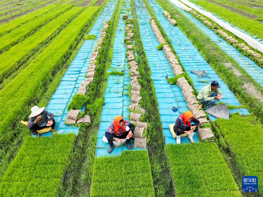 China inicia alta temporada de semeadura de ver?o