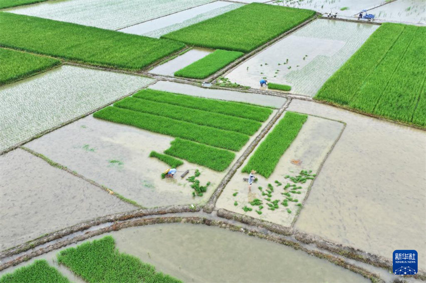 China inicia alta temporada de semeadura de ver?o