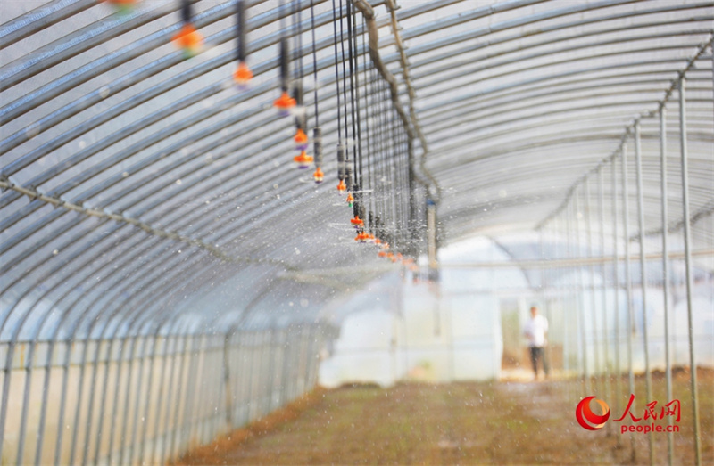 Investir em Henan: agricultura possibilita gera??o de riqueza para popula??o geral