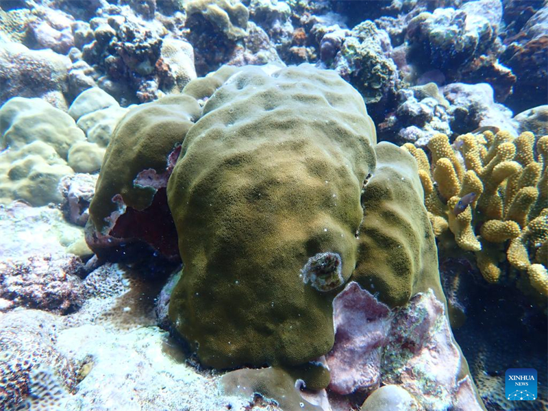 Relatório mostra excelente qualidade ambiental da área de Huangyan Dao