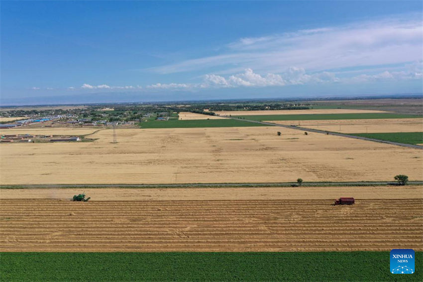 Grande área de produ??o de trigo em Xinjiang entra na temporada de colheita