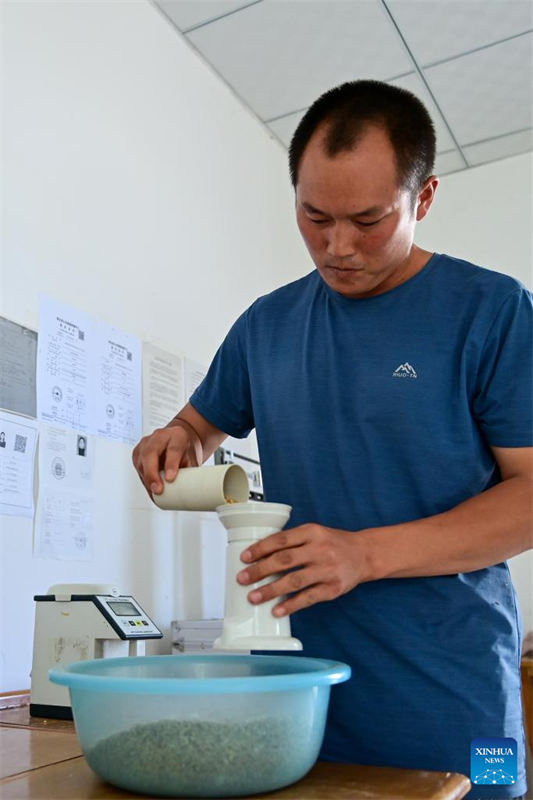 Grande área de produ??o de trigo em Xinjiang entra na temporada de colheita