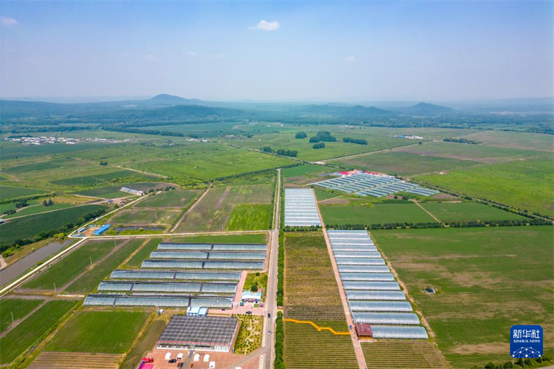 Heilongjiang inicia temporada de colheita de mirtilos