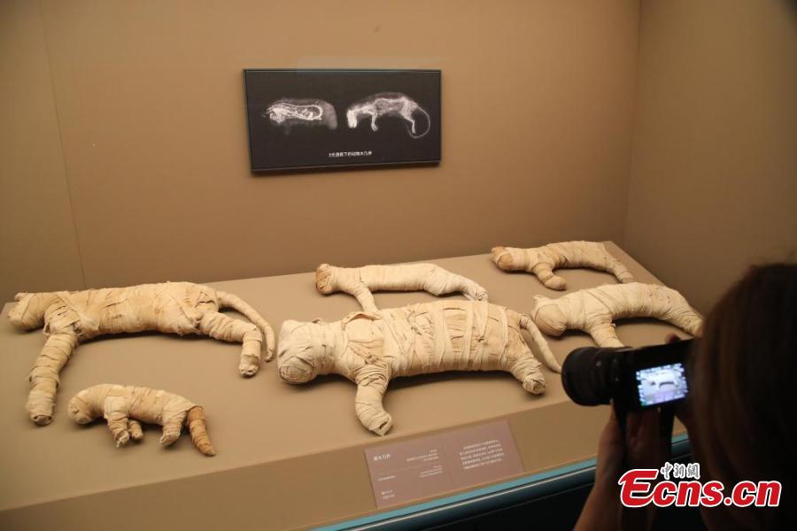 788 artefatos do Antigo Egito brilham em grande exposi??o