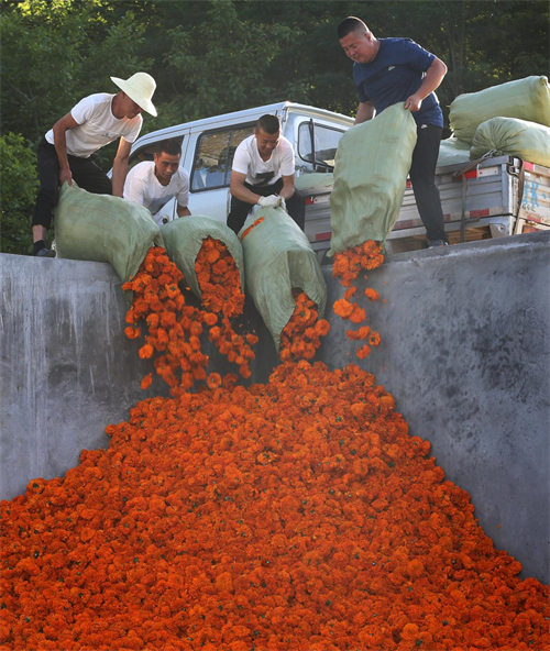 Cultivo de tagetes erecta contribui para aumento da renda da popula??o