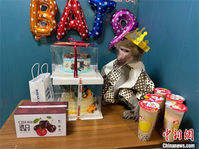 Transmiss?o ao vivo de tratadora com babuíno torna-se viral na internet