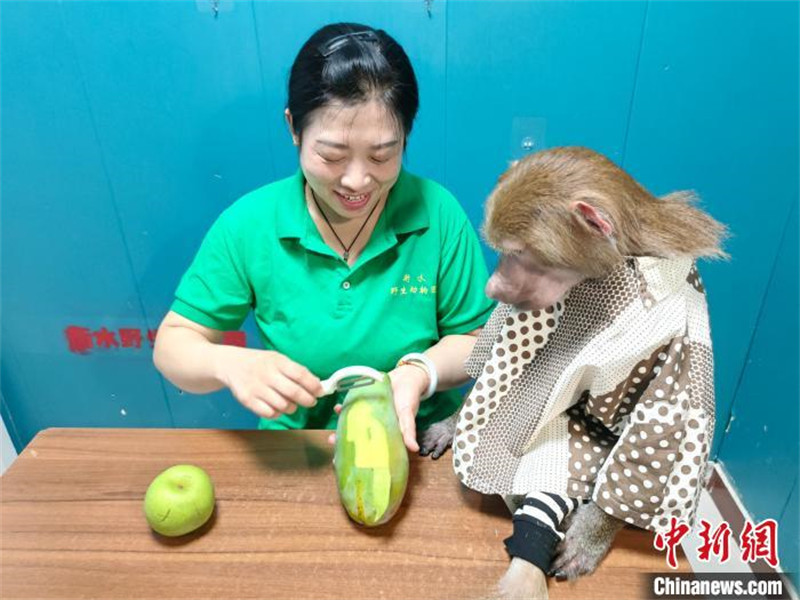 Transmiss?o ao vivo de tratadora com babuíno torna-se viral na internet