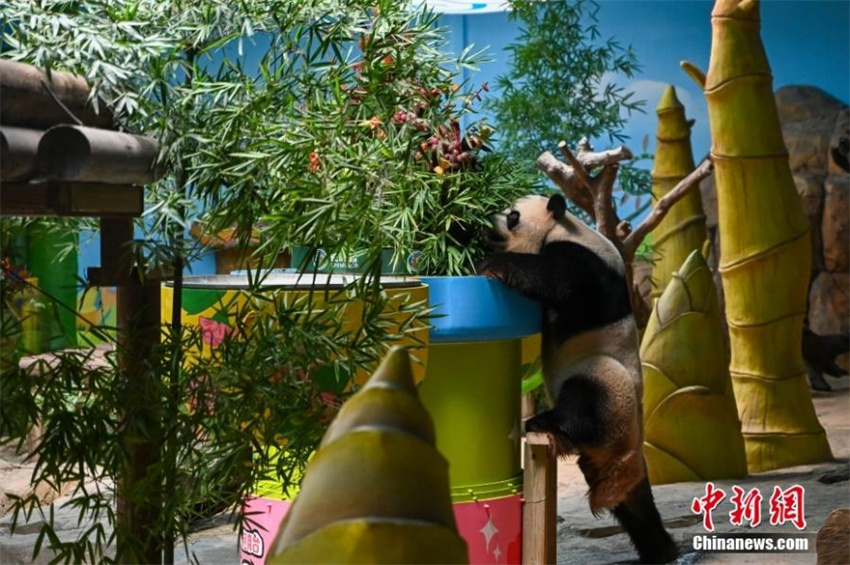 únicos pandas gigantes trigêmeos do mundo completam 10 anos, estabelecendo dois títulos no Guinness World Records