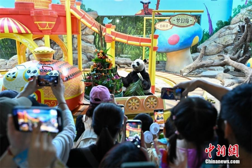 únicos pandas gigantes trigêmeos do mundo completam 10 anos, estabelecendo dois títulos no Guinness World Records