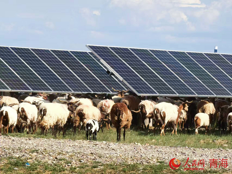 Qinghai: explora??o de energia solar dá origem a ecossistema peculiar