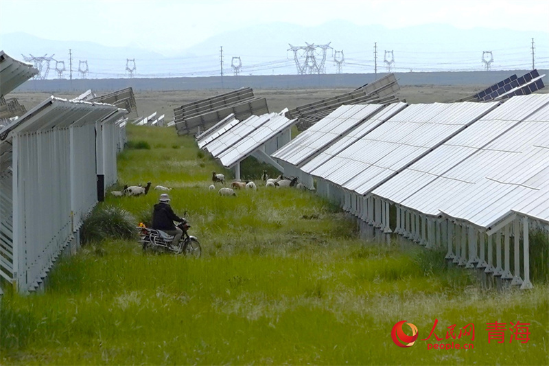 Qinghai: explora??o de energia solar dá origem a ecossistema peculiar