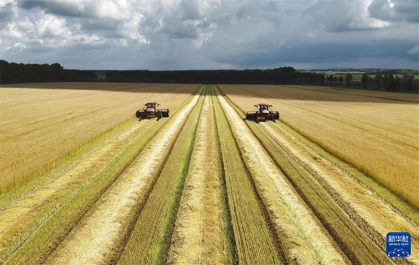 Galeria: colheita de Ver?o na China