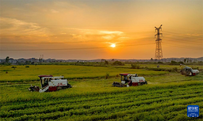 Galeria: colheita de Ver?o na China