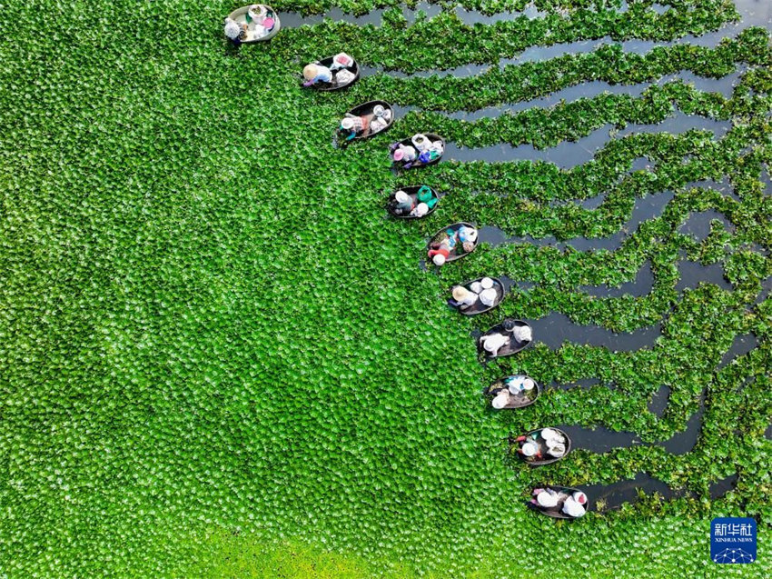 Galeria: colheita de Ver?o na China