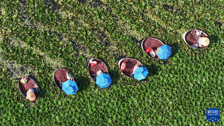 Galeria: colheita de Ver?o na China