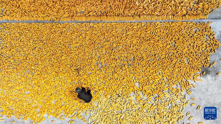 Galeria: colheita de Ver?o na China