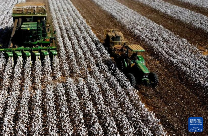 Galeria: colheita de algod?o no Brasil