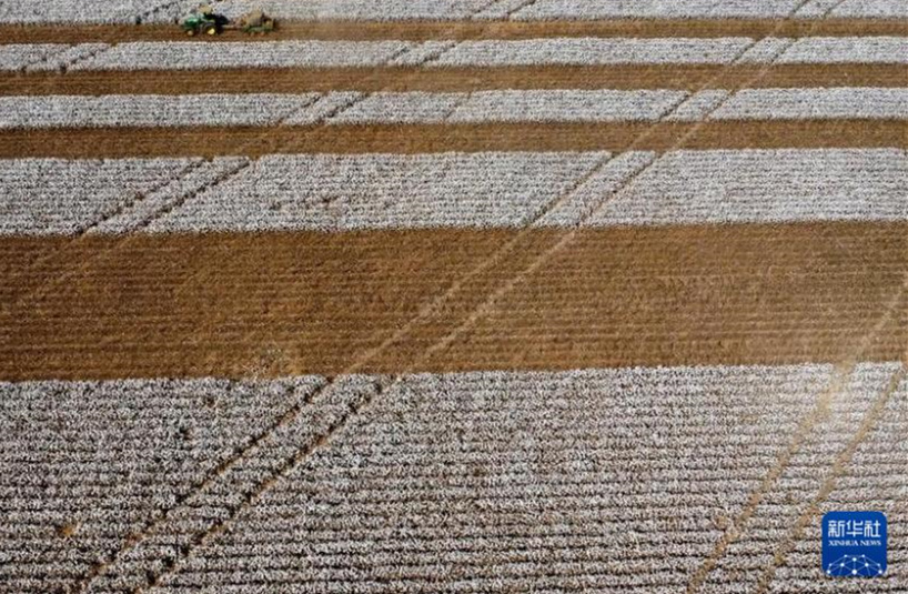 Galeria: colheita de algod?o no Brasil