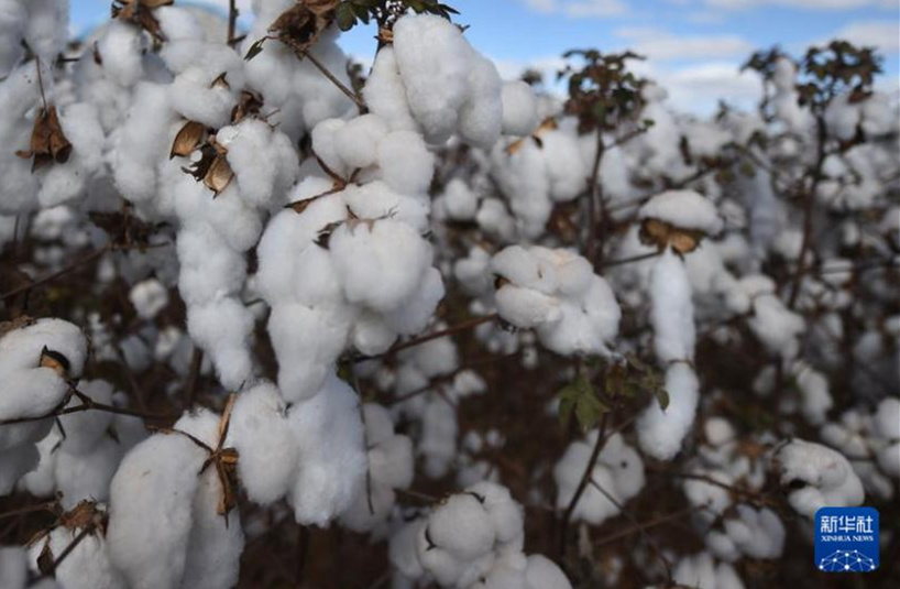 Galeria: colheita de algod?o no Brasil
