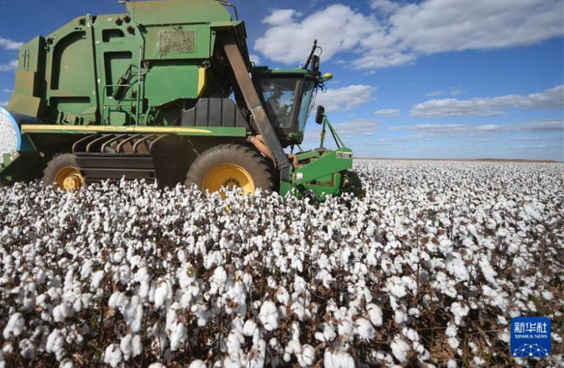 Galeria: colheita de algod?o no Brasil