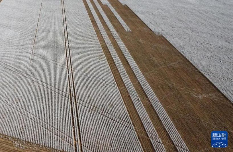 Galeria: colheita de algod?o no Brasil