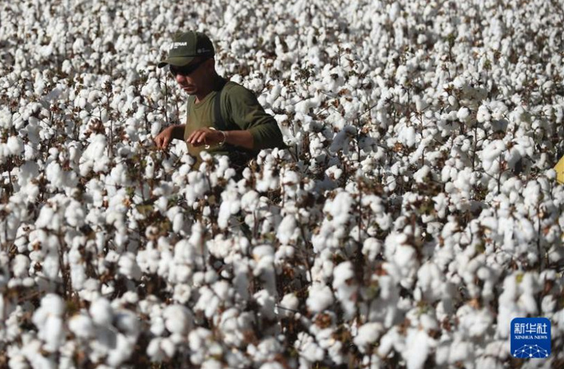 Galeria: colheita de algod?o no Brasil