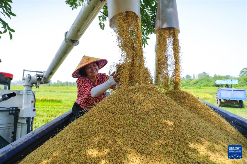 Galeria: China inicia colheita de outono