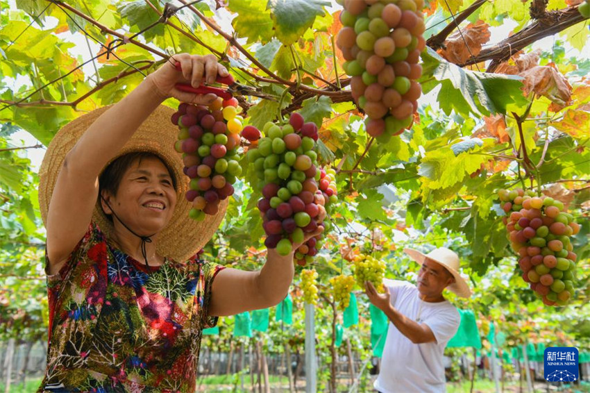Galeria: China inicia colheita de outono