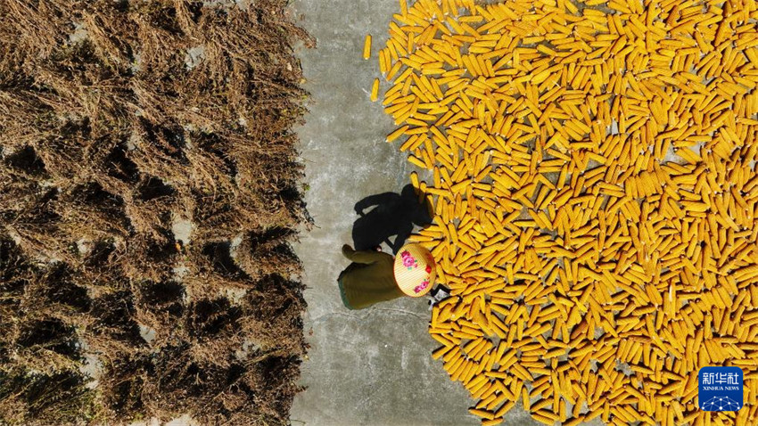 Galeria: China inicia colheita de outono