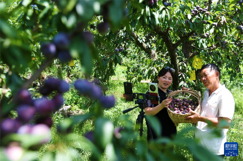 Galeria: China inicia colheita de outono
