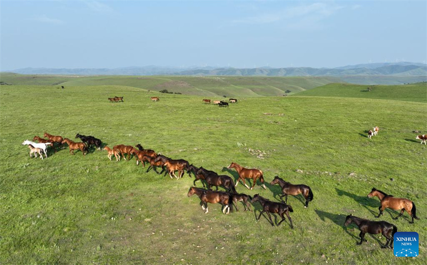 Uma olhada da barreira de seguran?a ecológica no norte da China