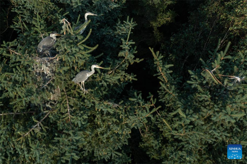 Uma olhada da barreira de seguran?a ecológica no norte da China