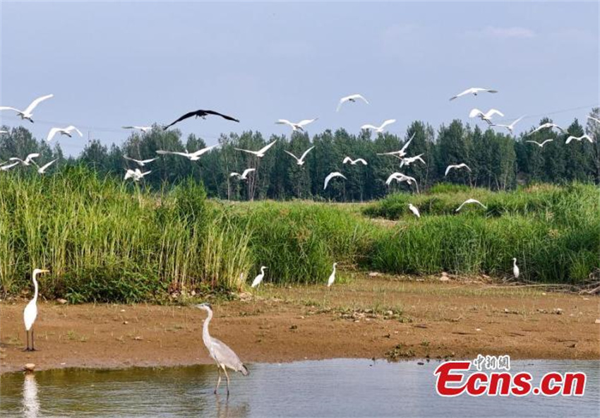 Pantanal Neiqiu: recupera??o ecológica cria santuário de aves em Hebei