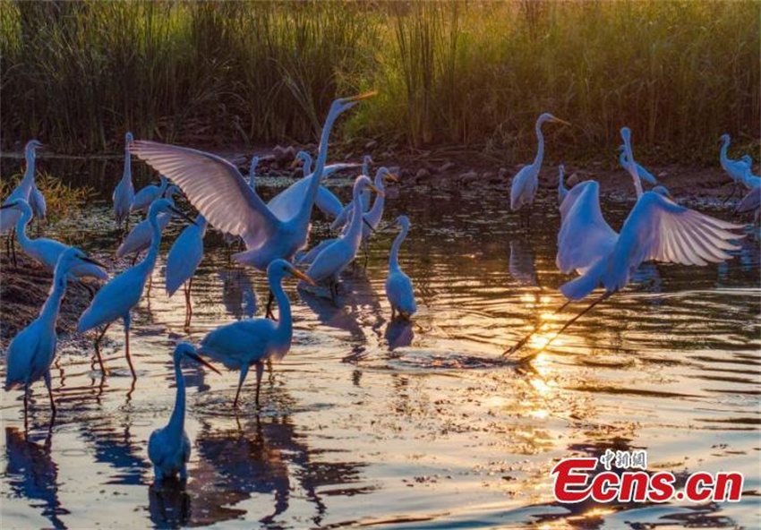 Pantanal Neiqiu: recupera??o ecológica cria santuário de aves em Hebei