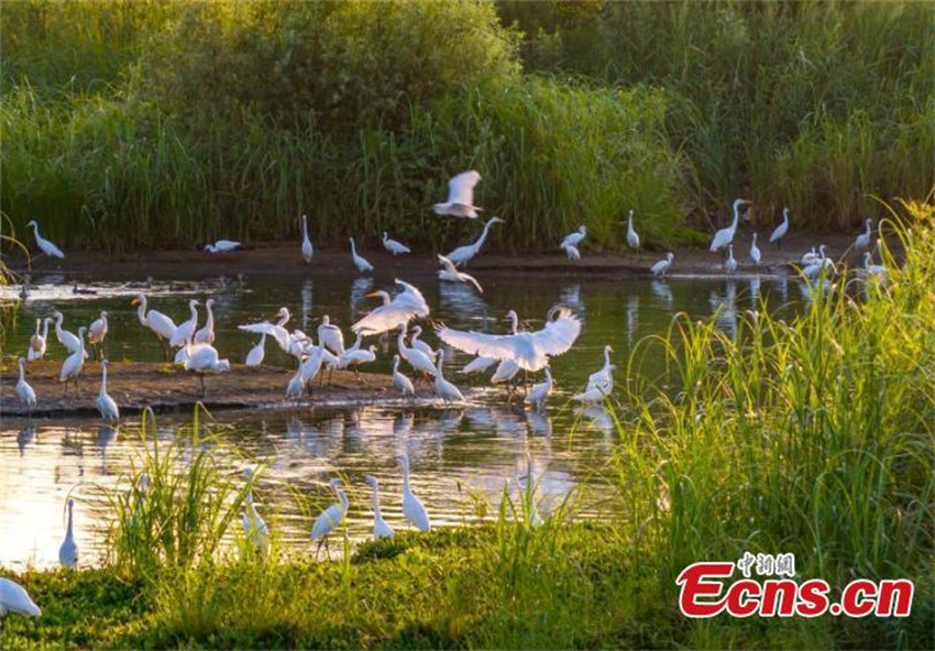Pantanal Neiqiu: recupera??o ecológica cria santuário de aves em Hebei