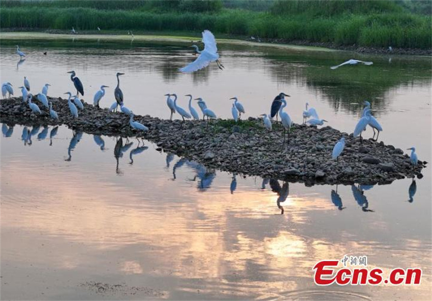 Pantanal Neiqiu: recupera??o ecológica cria santuário de aves em Hebei