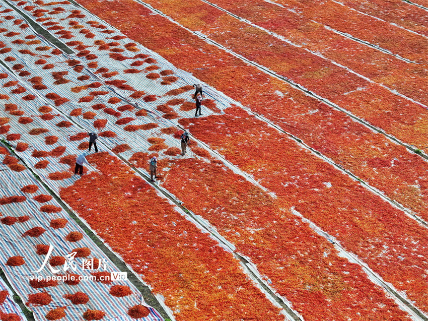 Galeria: Bozhou inicia época de colheita do piment?o