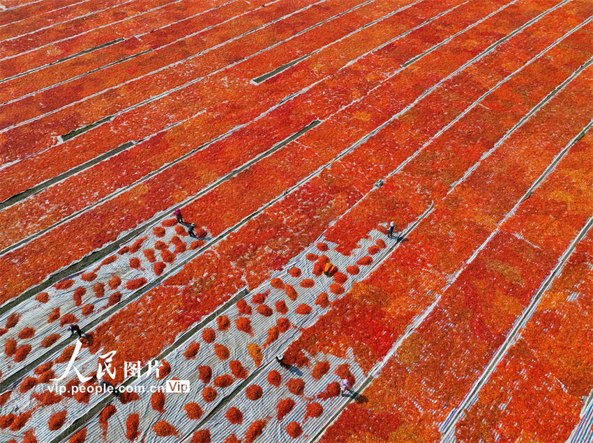 Galeria: Bozhou inicia época de colheita do piment?o