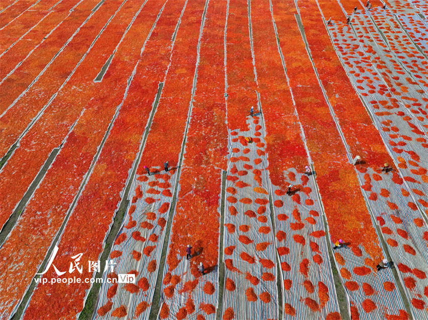 Galeria: Bozhou inicia época de colheita do piment?o