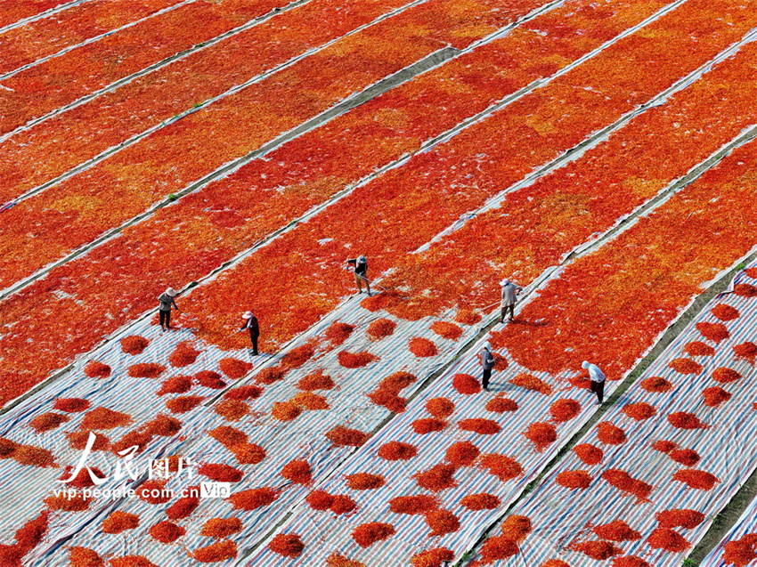 Galeria: Bozhou inicia época de colheita do piment?o