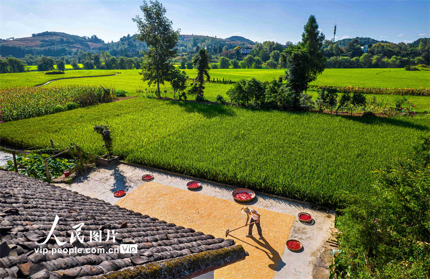 Guizhou: agricultores aproveitam o outono para fazer secagem de gr?os