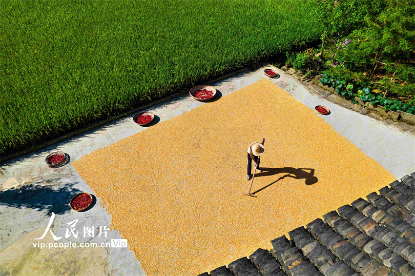 Guizhou: agricultores aproveitam o outono para fazer secagem de gr?os