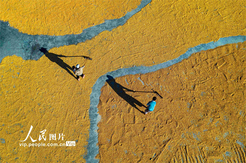 Guizhou: agricultores aproveitam o outono para fazer secagem de gr?os