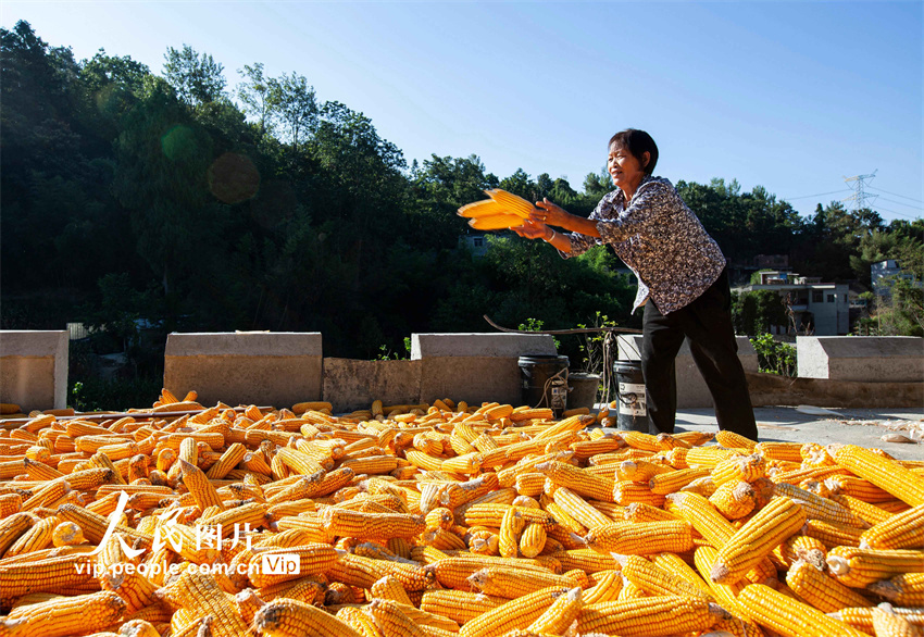 Guizhou: agricultores aproveitam o outono para fazer secagem de gr?os